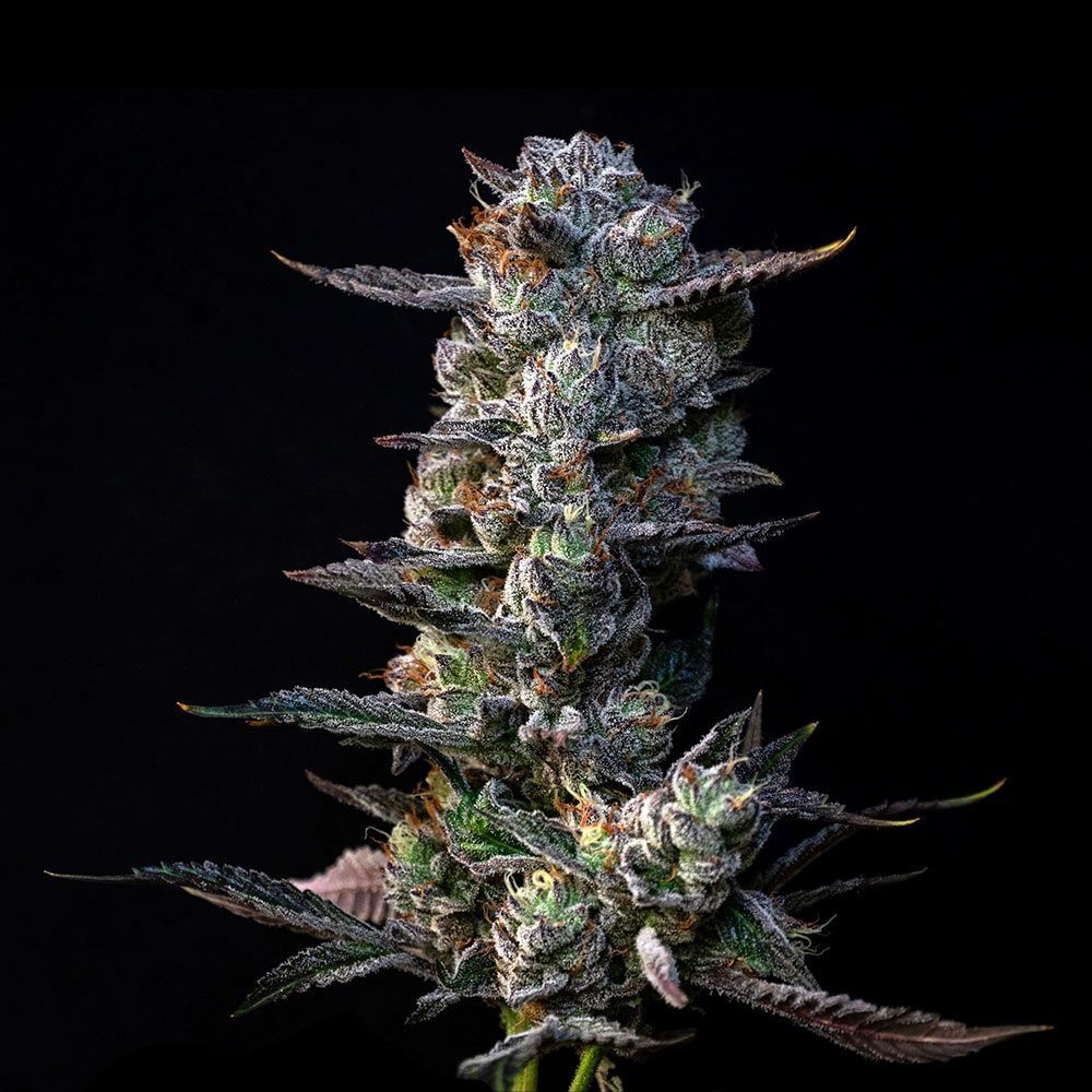 Compound Genetics - Gastro Pop S1 (fem.)