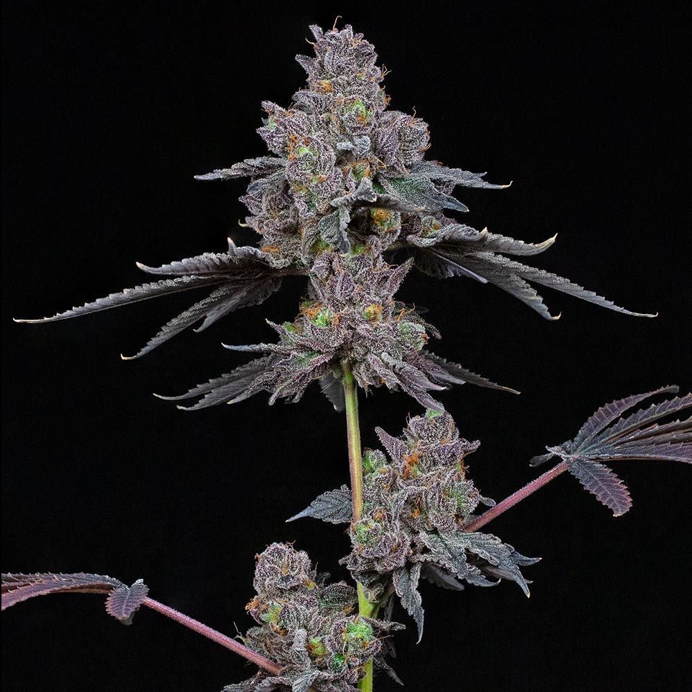 Compound Genetics - Total Eclipse (fem.)