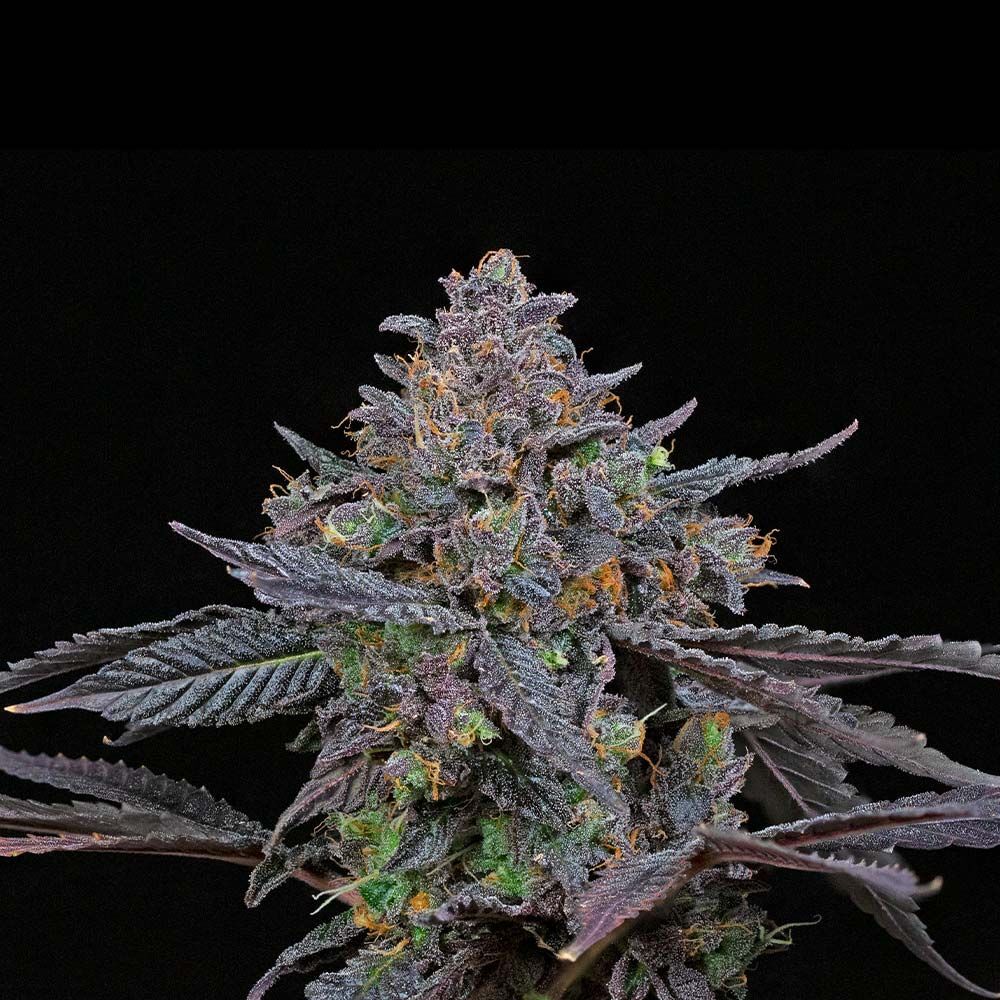 Compound Genetics - Total Eclipse (fem.)