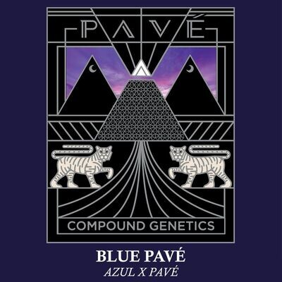 Compound Genetics - Blue Pave (fem.) 09260