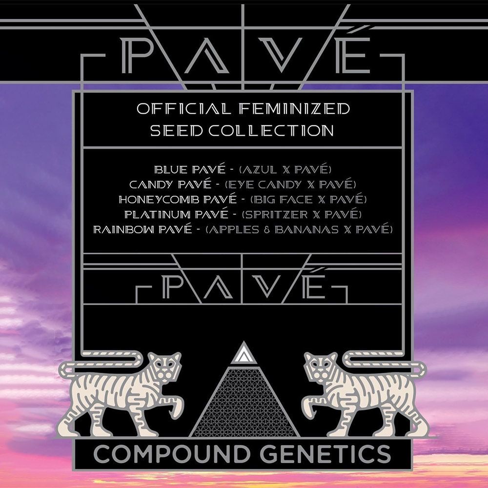 Compound Genetics - Rainbow Pave (fem.)