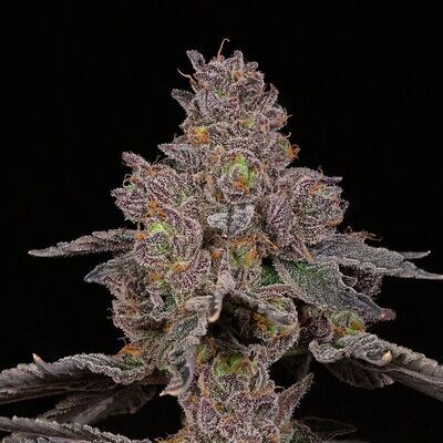 Compound Genetics - Total Eclipse (fem.) 09259