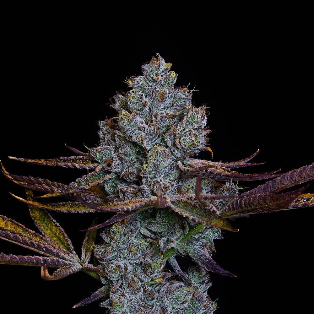Compound Genetics - Candy Pave (fem.)