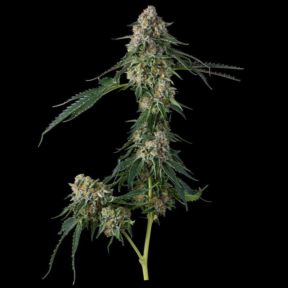 Compound Genetics - Honeycomb Pave (fem.)