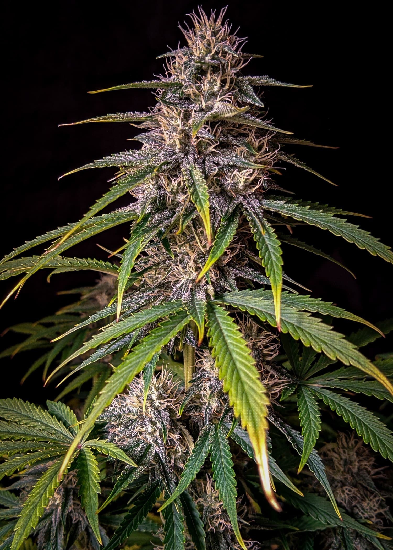 Mephisto Genetics - Alien Vs. Triangle (auto/fem.)