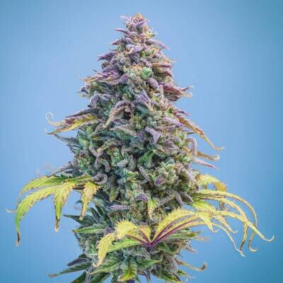 Mephisto Genetics - Aunt Ginny's Elixir CBD (auto/fem.) 09268