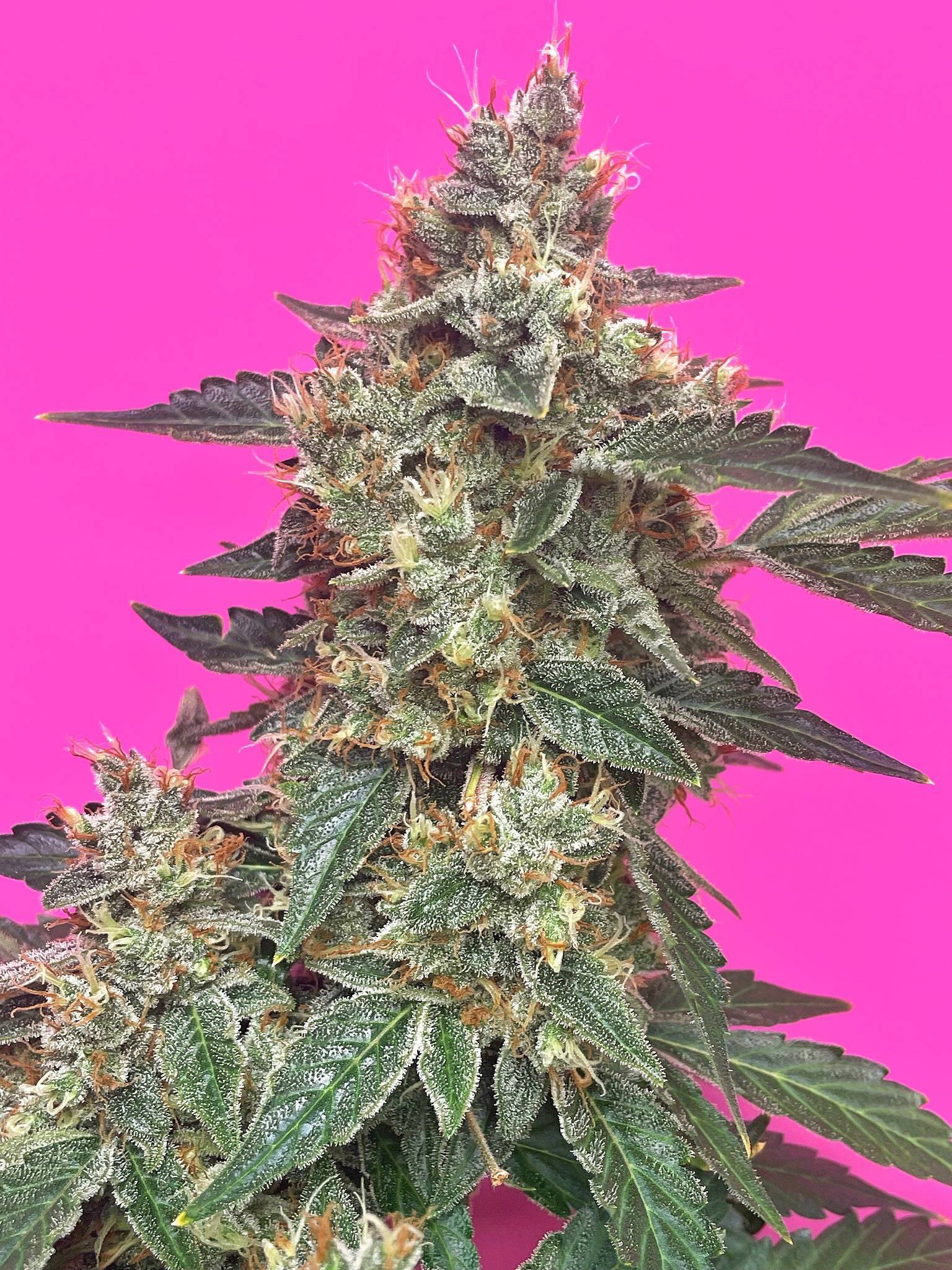 Mephisto Genetics - Aunt Ginny's Elixir CBD (auto/fem.)