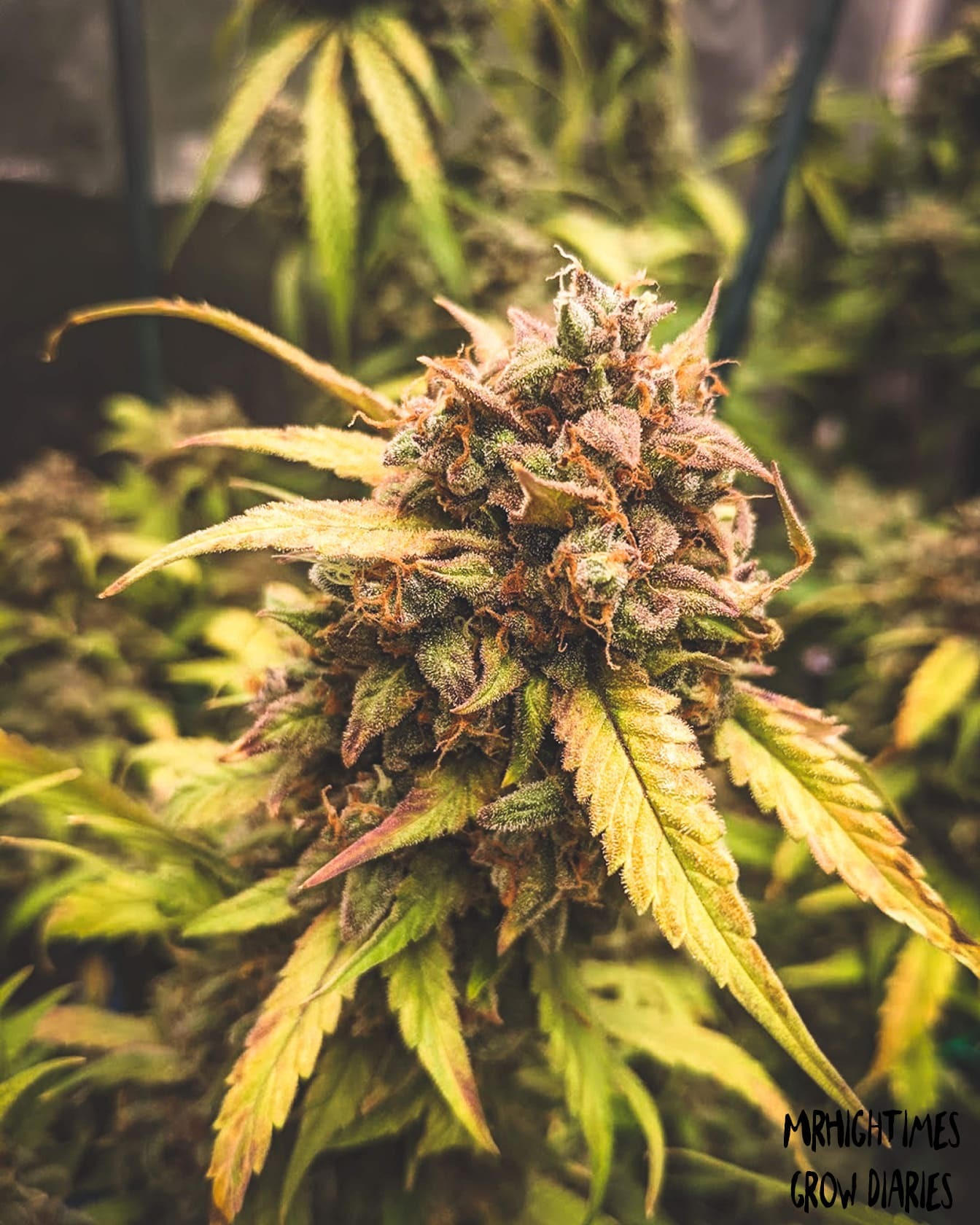 Mephisto Genetics - Bear Assed Monkey (auto/fem.)