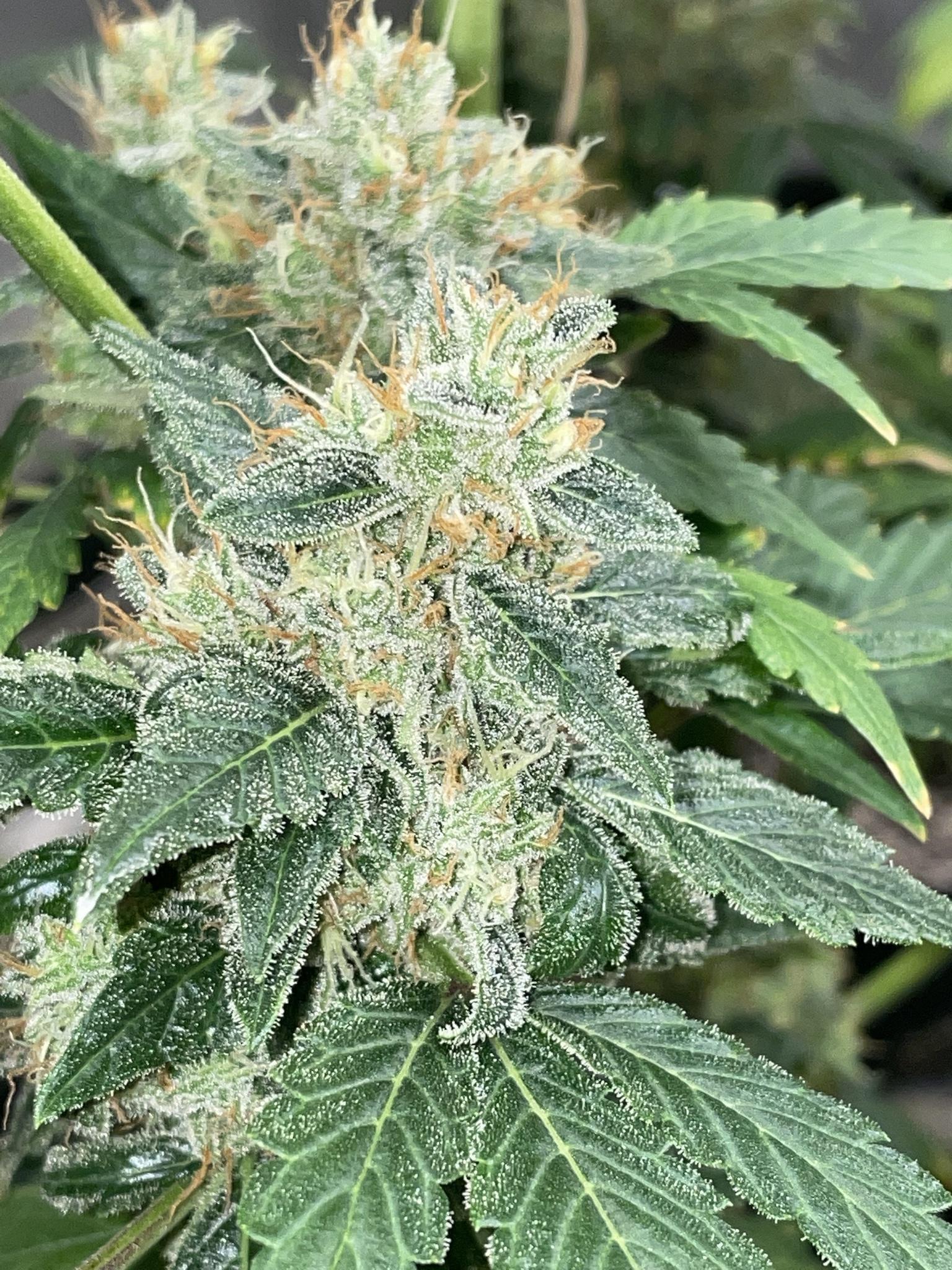 Mephisto Genetics - Aunt Ginny's Elixir CBD (auto/fem.)