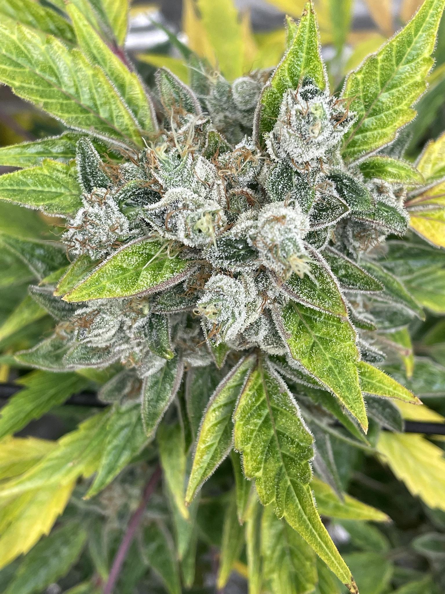 Mephisto Genetics - Aunt Ginny's Elixir CBD (auto/fem.)