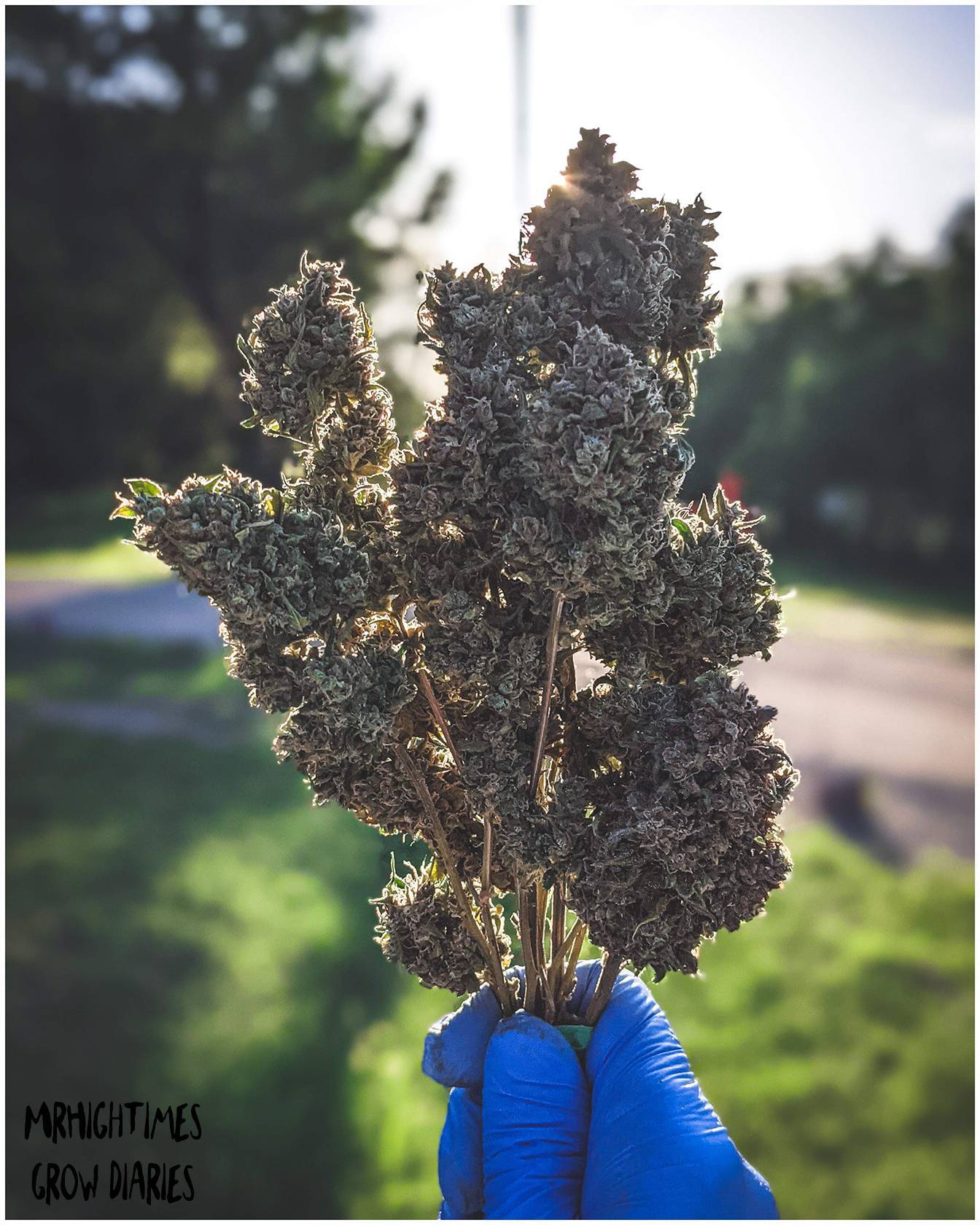 Mephisto Genetics - Bear Assed Monkey (auto/fem.)