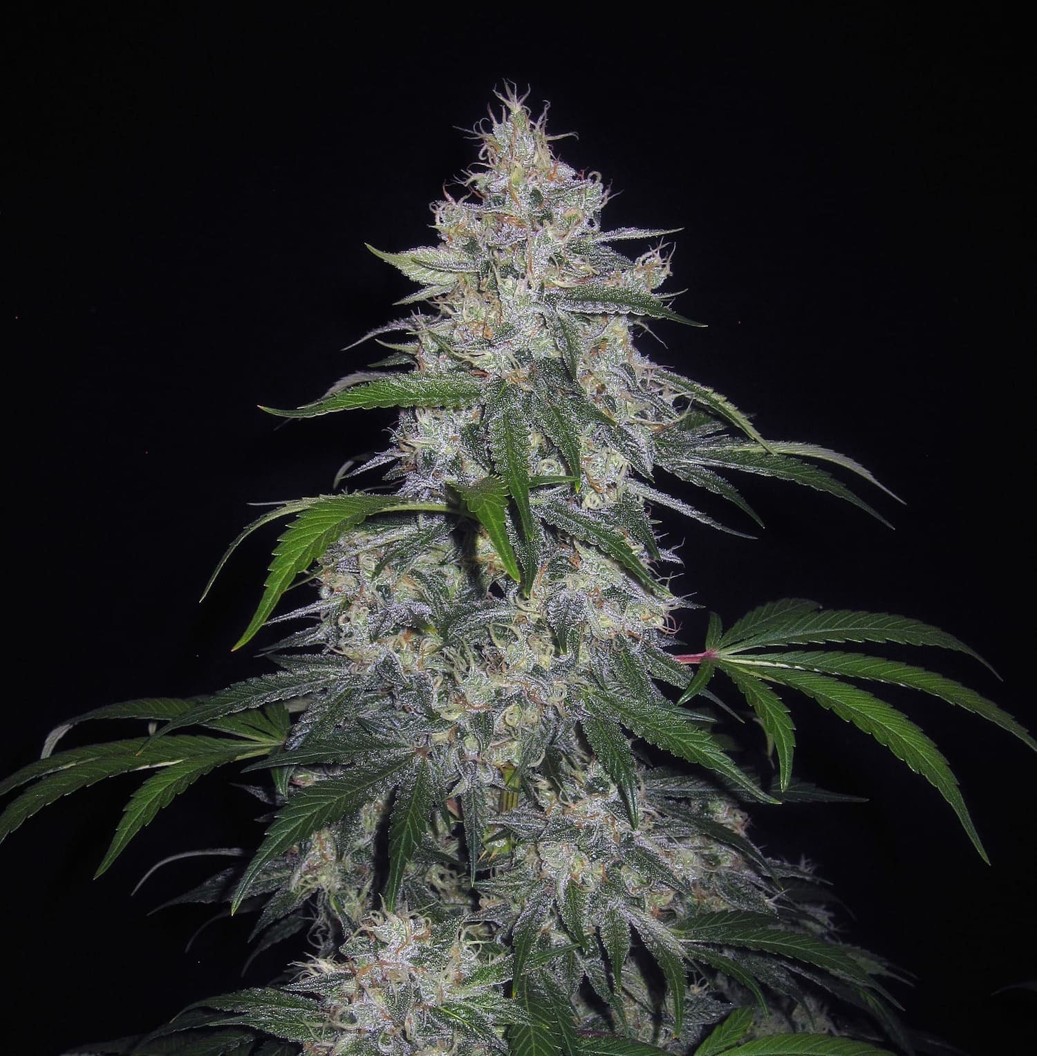 Mephisto Genetics - Fantasmo Express (auto/fem.)