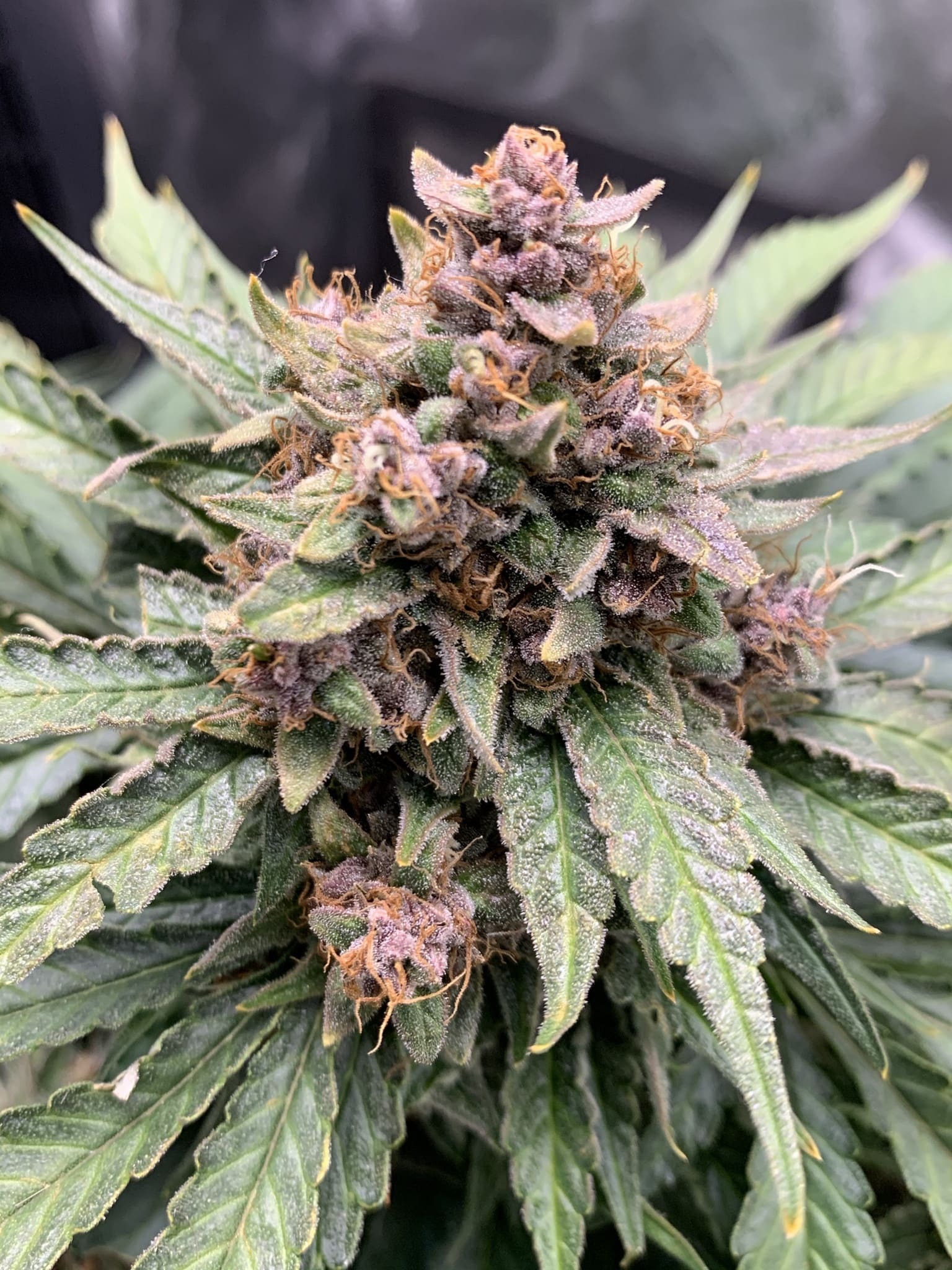 Mephisto Genetics - Forgotten Strawberries (auto/fem.)