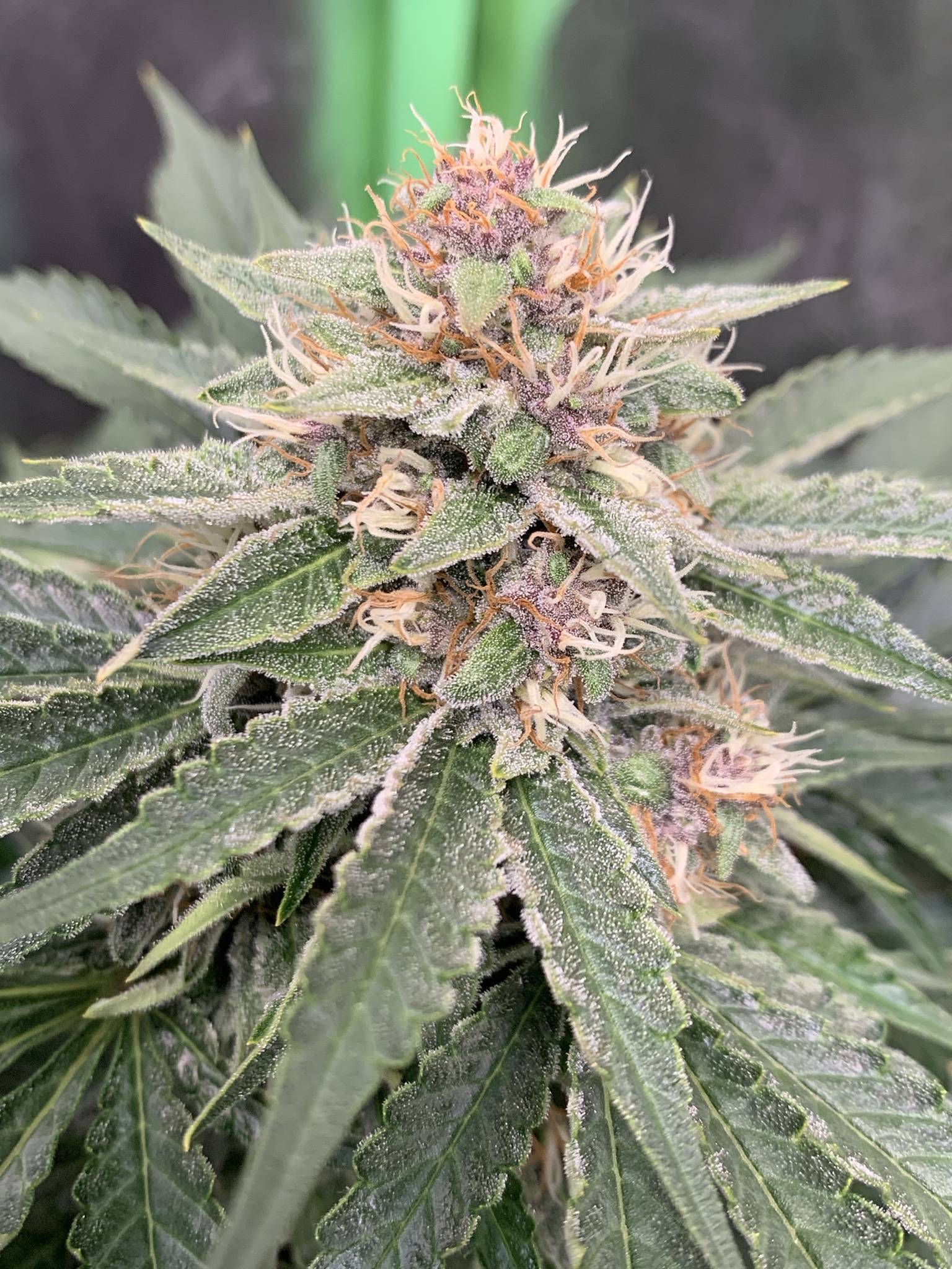 Mephisto Genetics - Forgotten Strawberries (auto/fem.)