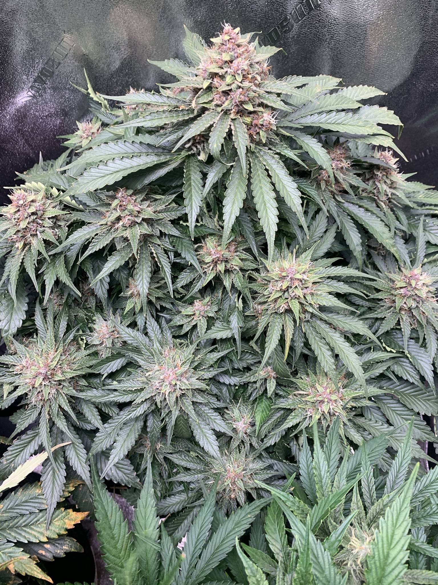 Mephisto Genetics - Forgotten Strawberries (auto/fem.)