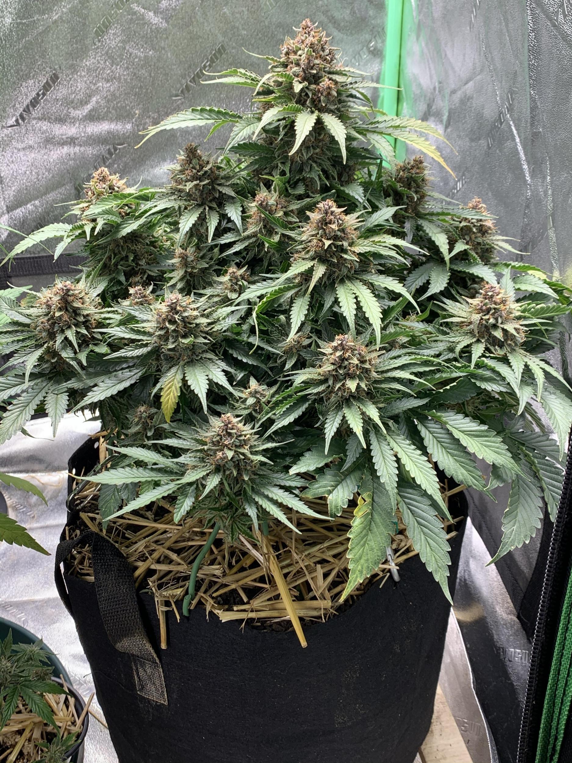 Mephisto Genetics - Forgotten Strawberries (auto/fem.)