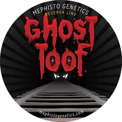 Mephisto Genetics - Ghost Toof (auto/fem.) 09273