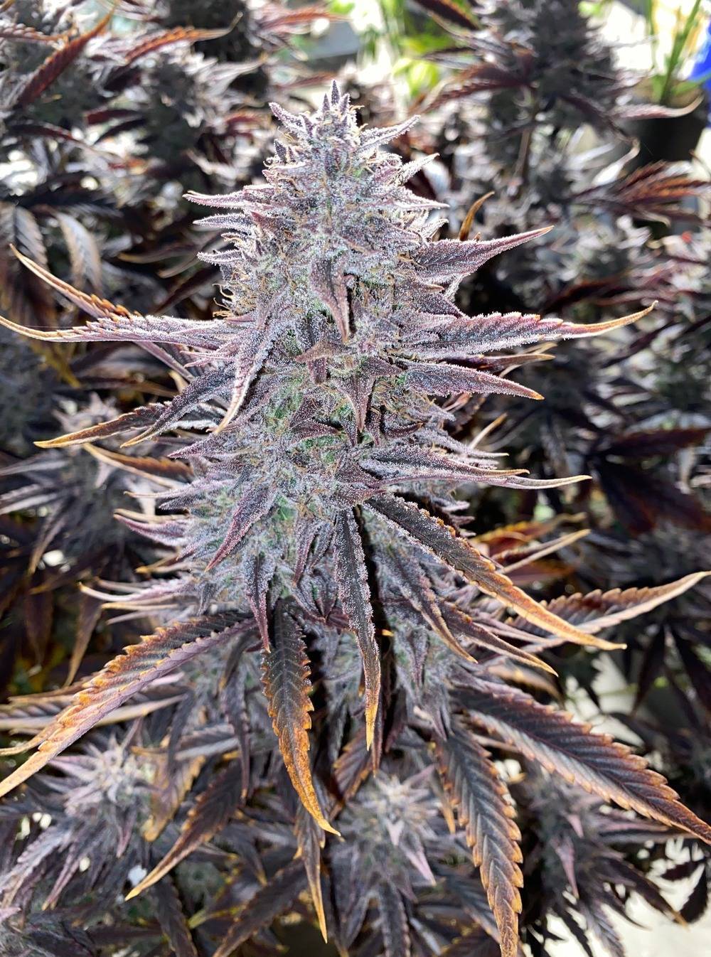Mephisto Genetics - Ghost Toof (auto/fem.)