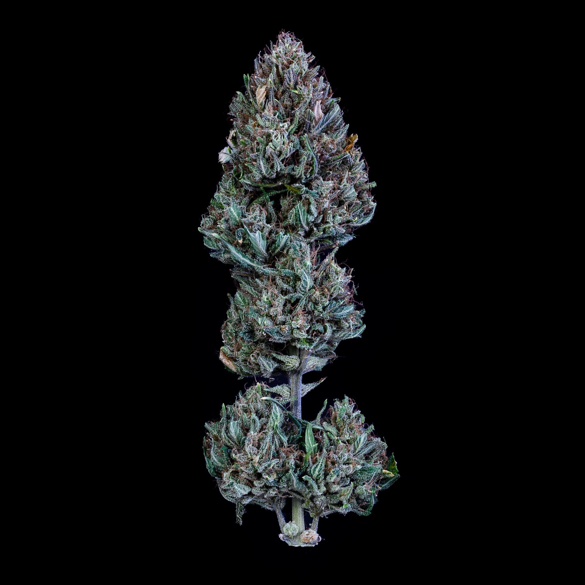 Mephisto Genetics - Livers Bx1 (auto/fem.)