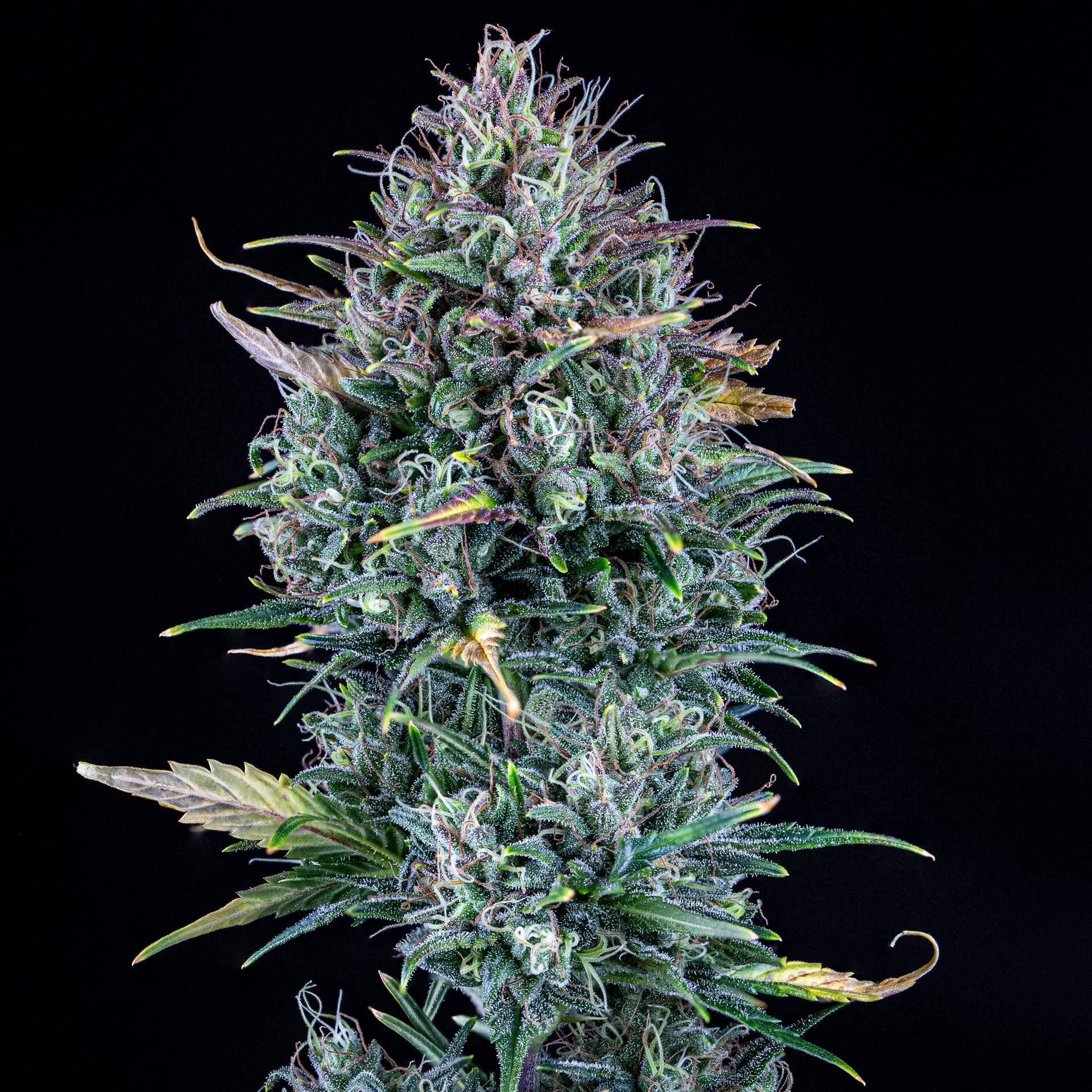 Mephisto Genetics - Livers Bx1 (auto/fem.)