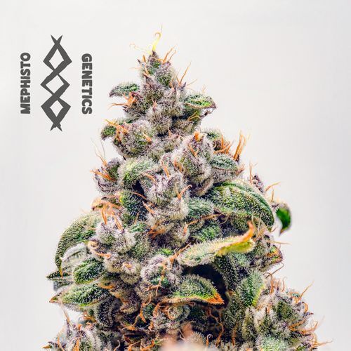 Mephisto Genetics - Mephisto's Wedding (auto/fem.)