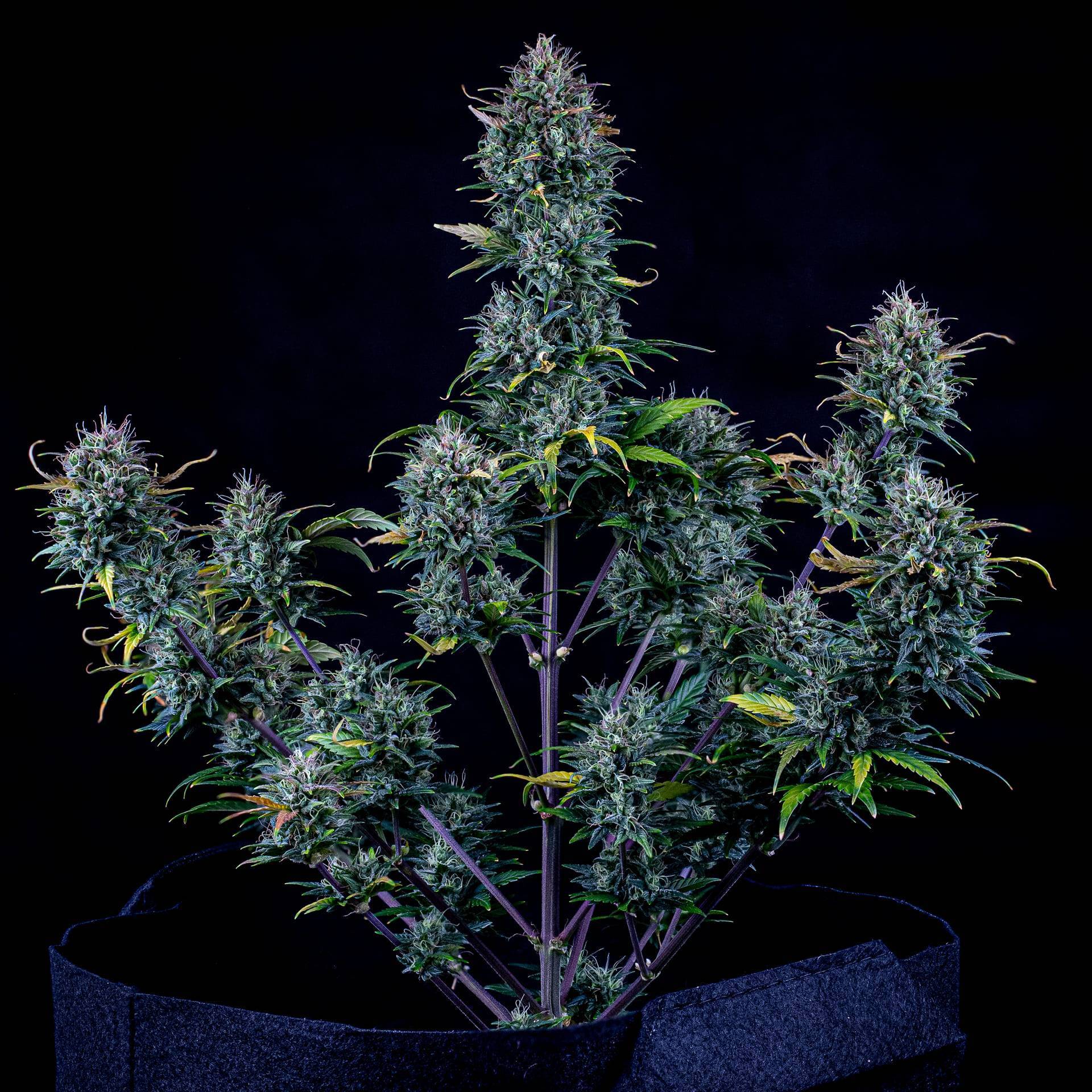 Mephisto Genetics - Livers Bx1 (auto/fem.)