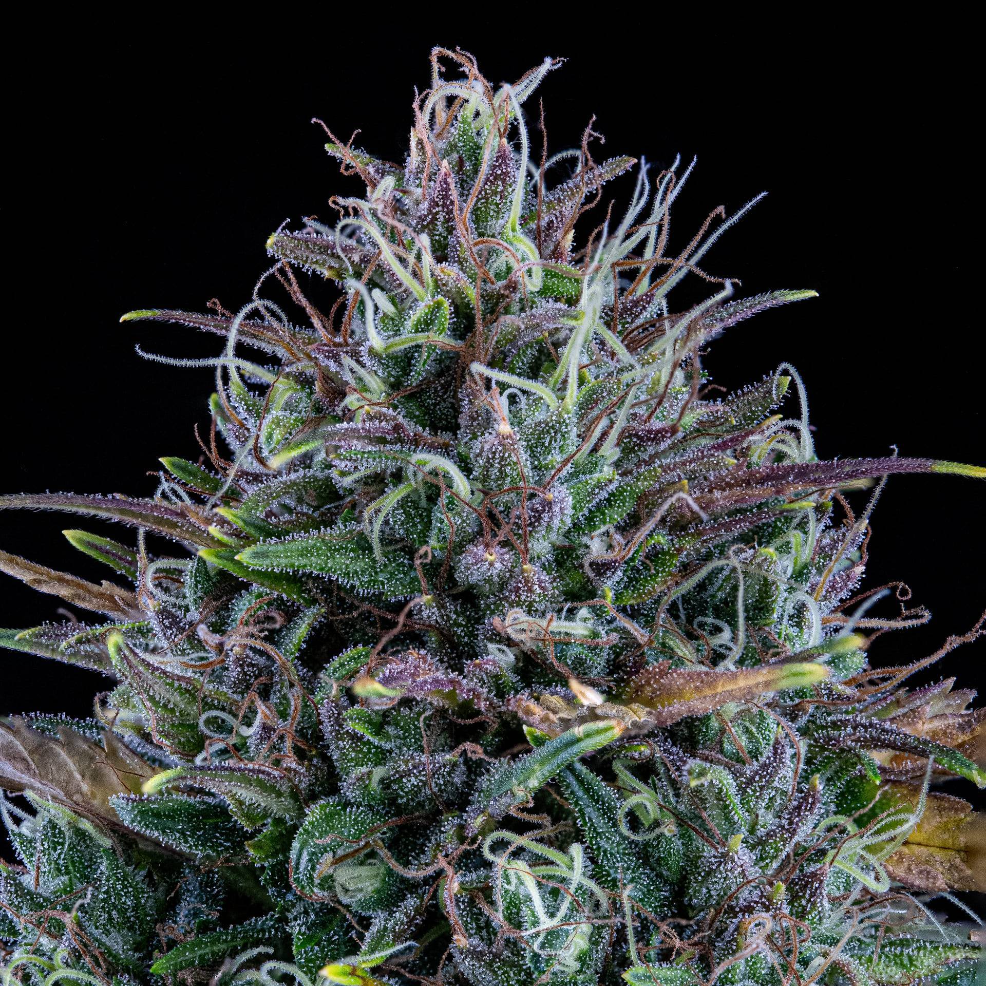 Mephisto Genetics - Livers Bx1 (auto/fem.)