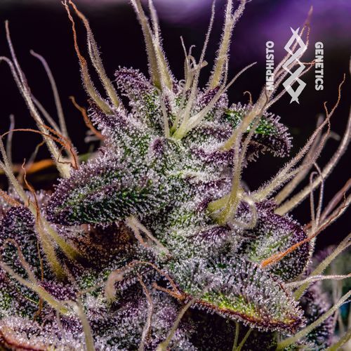 Mephisto Genetics - Mephisto's Wedding (auto/fem.)