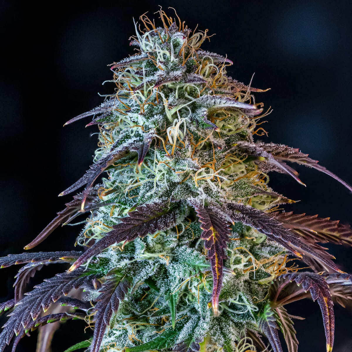 Mephisto Genetics - Mephisto's Wedding (auto/fem.)