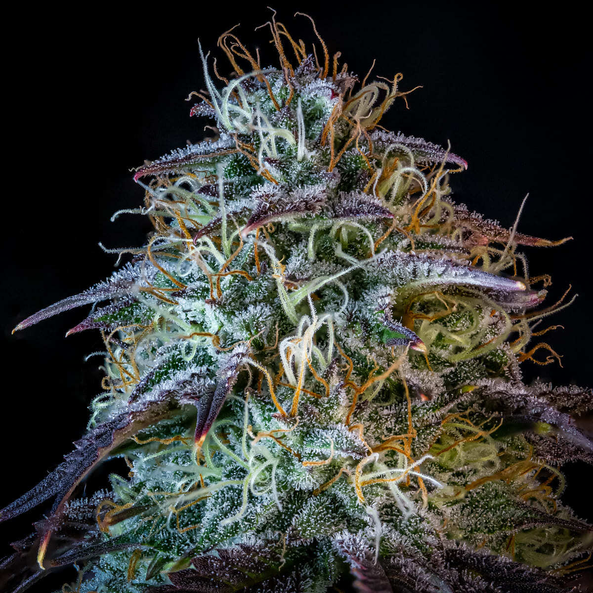 Mephisto Genetics - Mephisto's Wedding (auto/fem.)