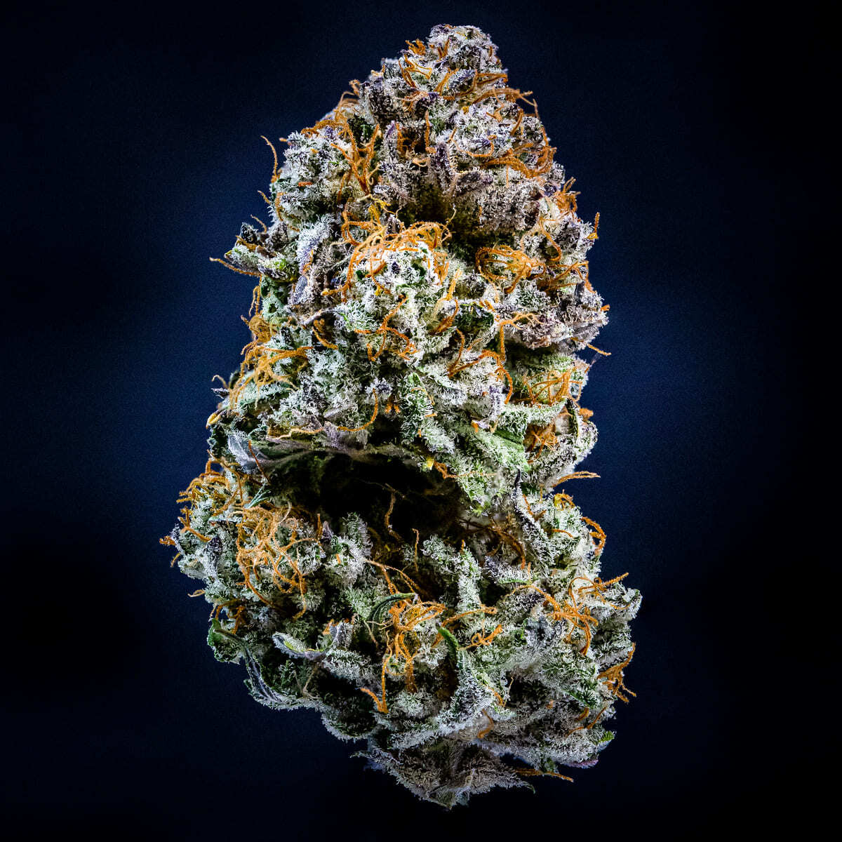 Mephisto Genetics - Mephisto's Wedding (auto/fem.)
