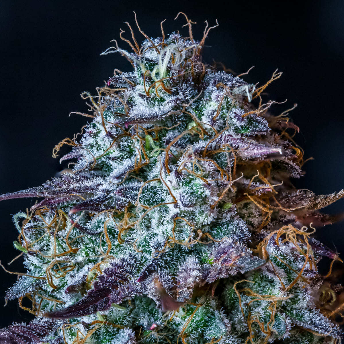 Mephisto Genetics - Mephisto's Wedding (auto/fem.)