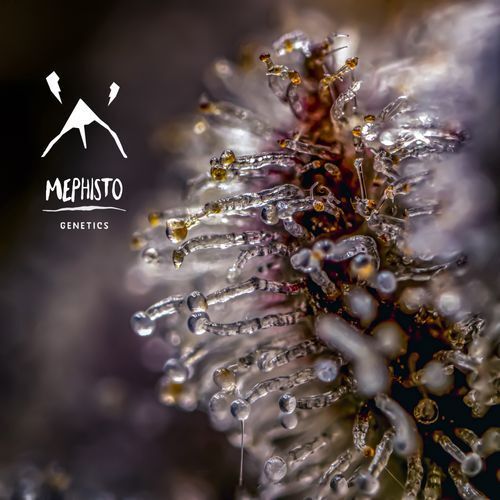 Mephisto Genetics - Mephisto's Wedding (auto/fem.)