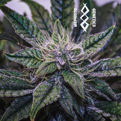 Mephisto Genetics - Mephisto's Wedding (auto/fem.)
