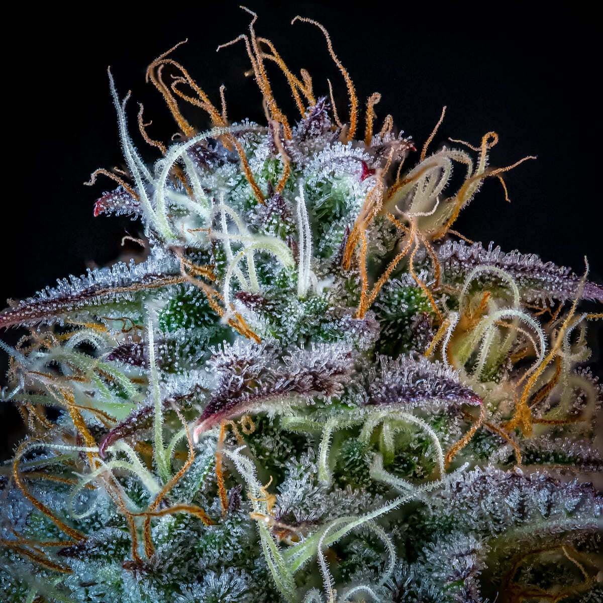 Mephisto Genetics - Mephisto's Wedding (auto/fem.)