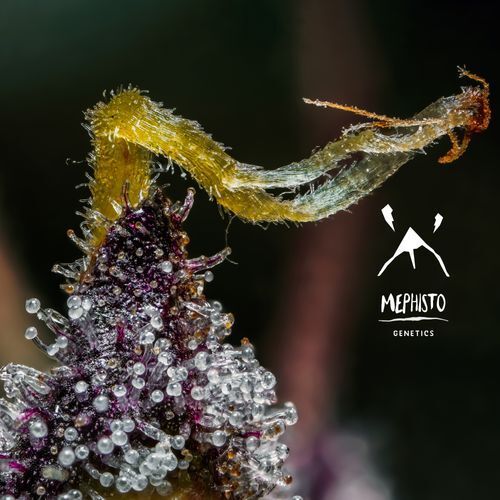 Mephisto Genetics - Mephisto's Wedding (auto/fem.)