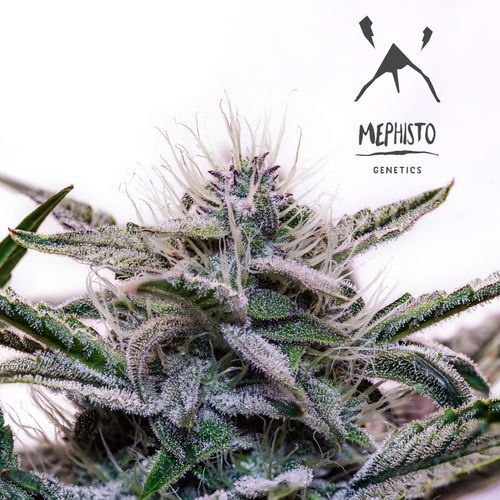 Mephisto Genetics - Mephisto's Wedding (auto/fem.)