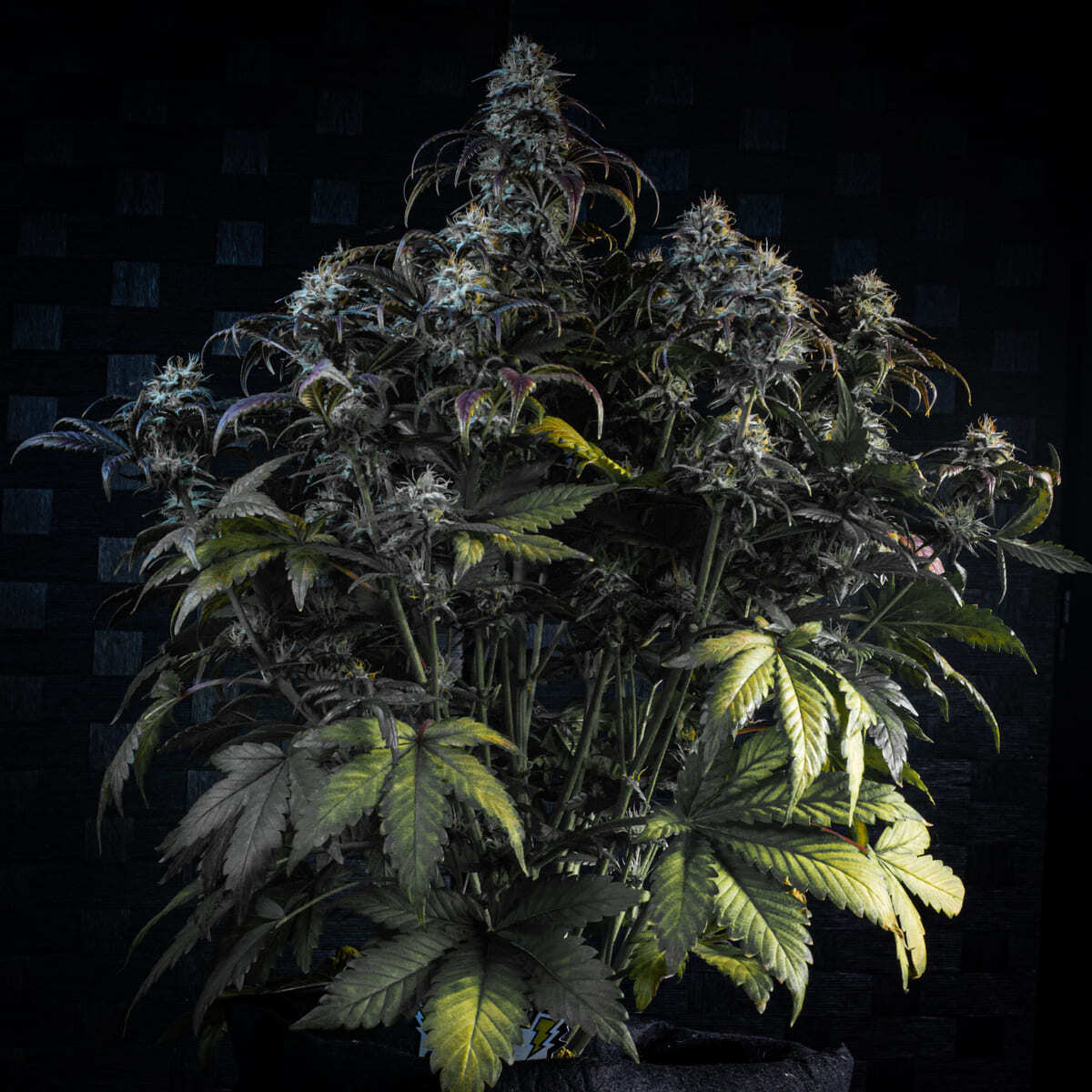 Mephisto Genetics - Mephisto's Wedding (auto/fem.)