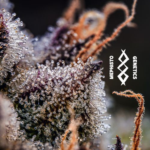 Mephisto Genetics - Mephisto's Wedding (auto/fem.)
