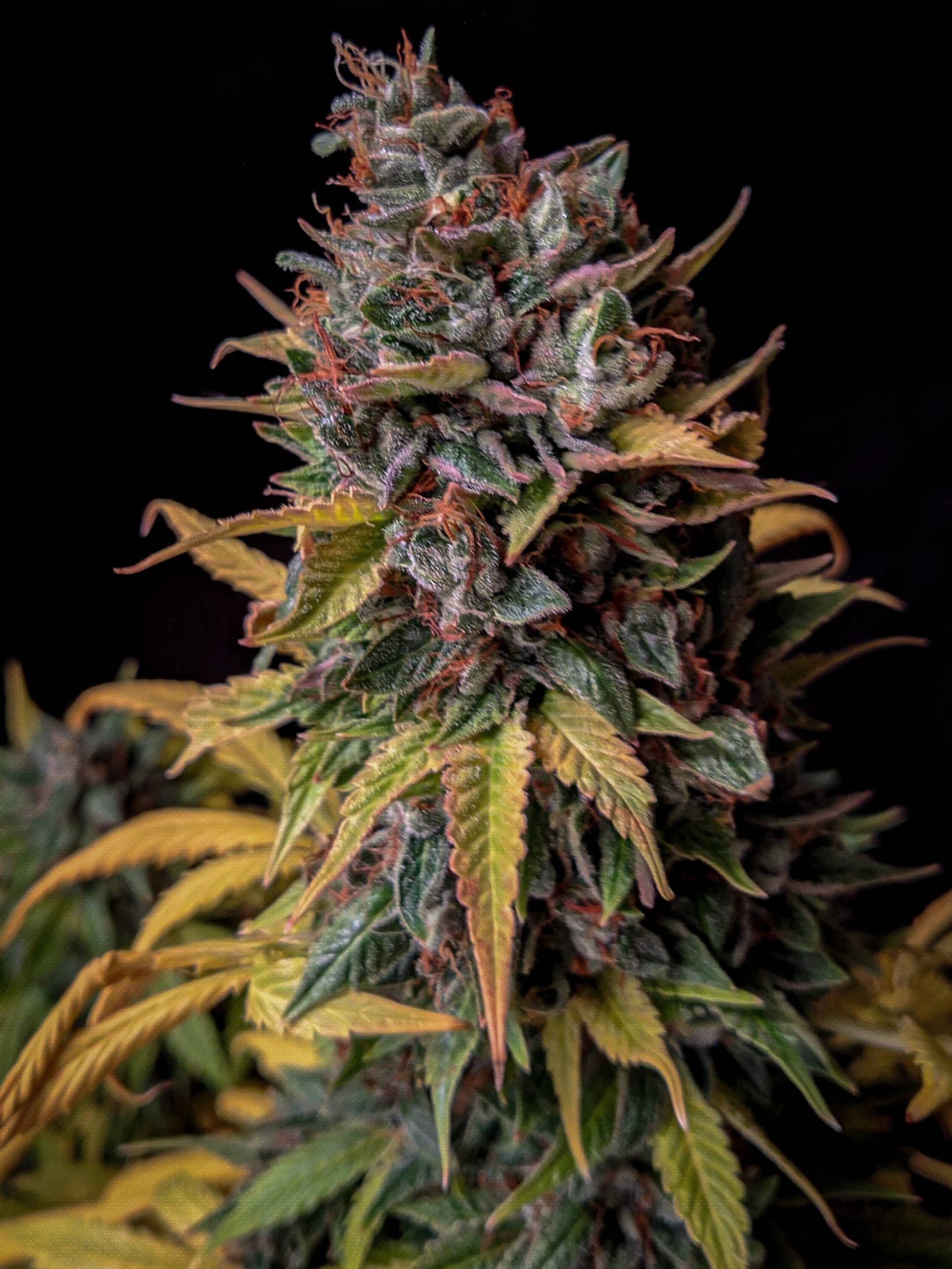 Mephisto Genetics - Orange Biscuits (auto/fem.)