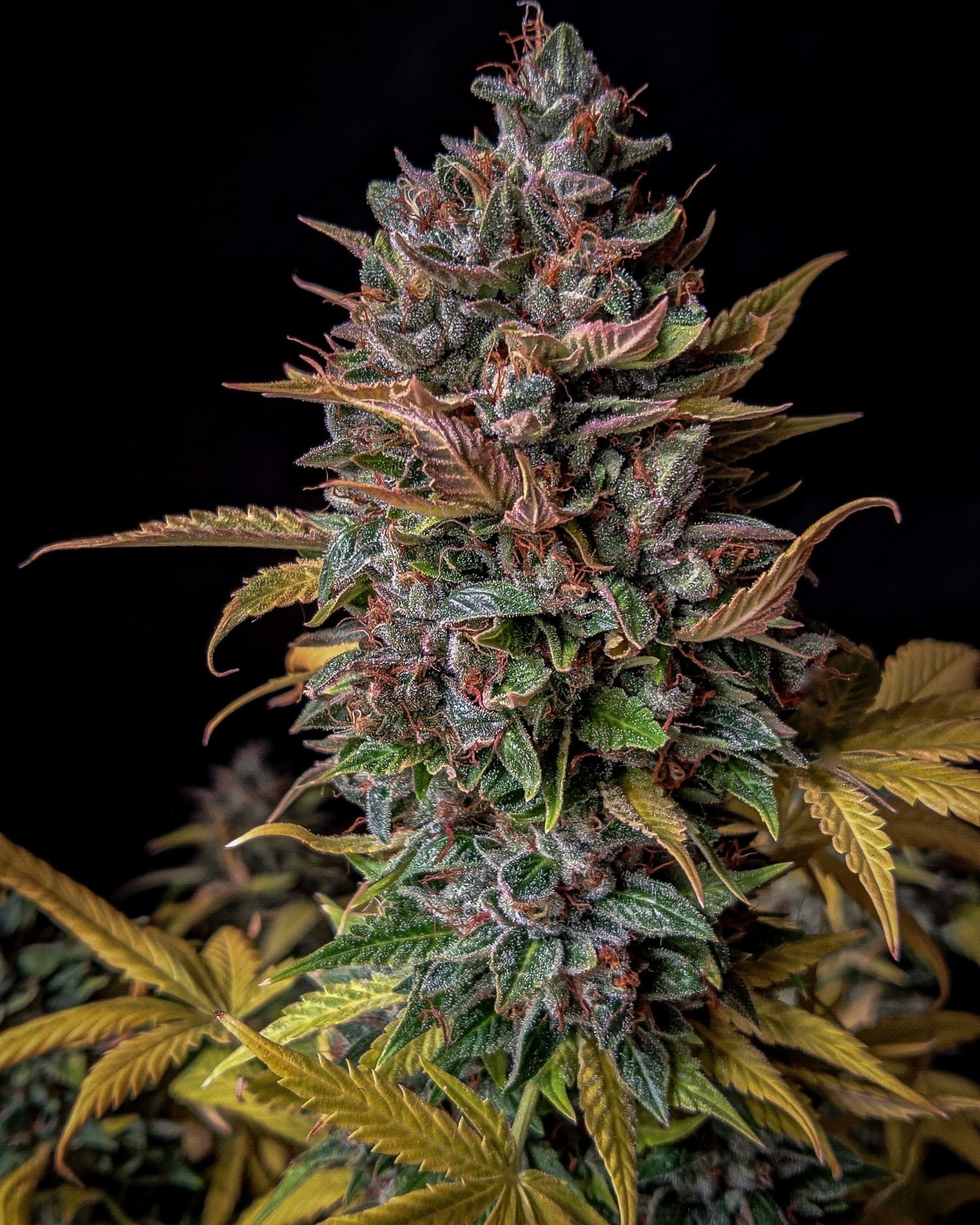 Mephisto Genetics - Orange Biscuits (auto/fem.)