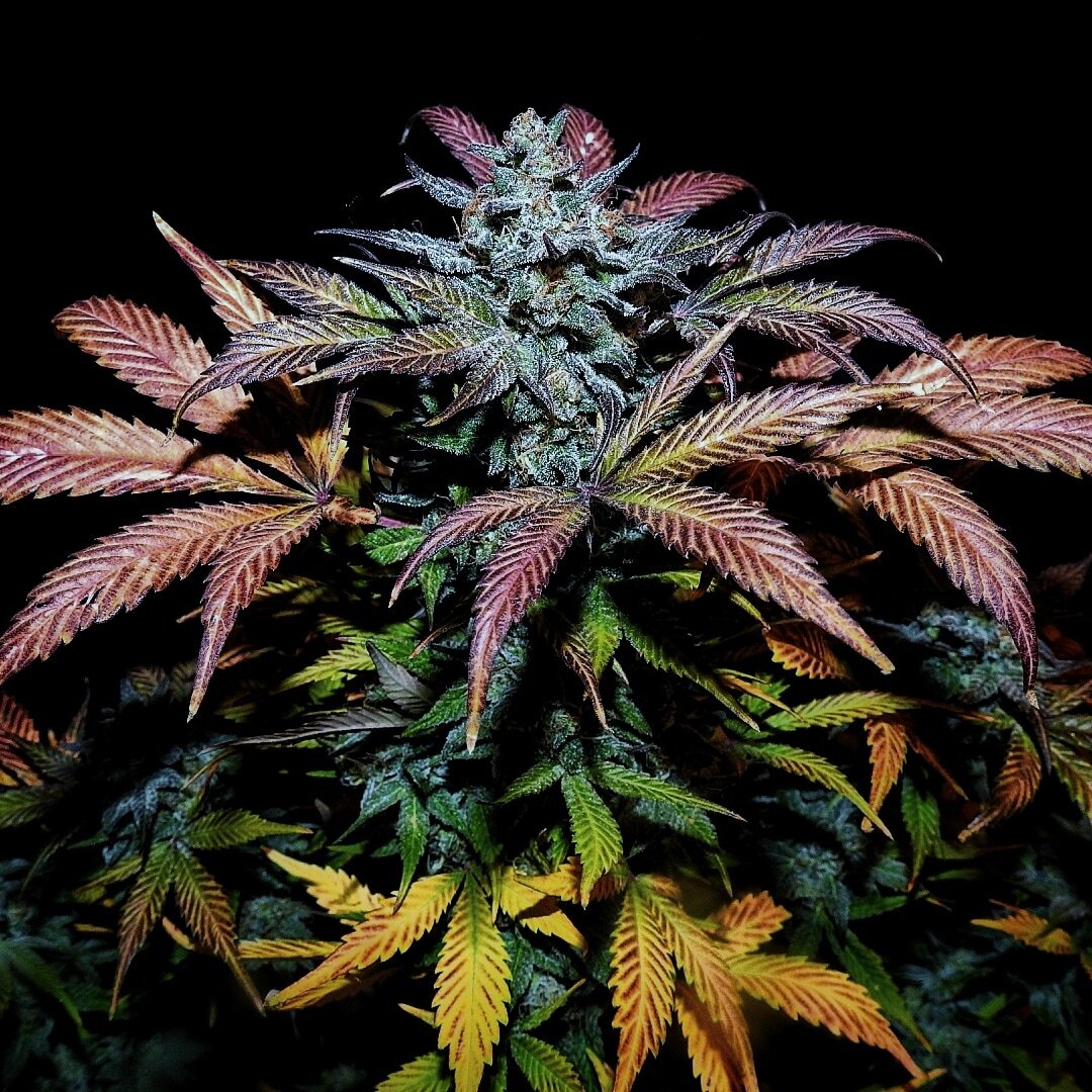 Mephisto Genetics - Pinot Noir (auto/fem.)