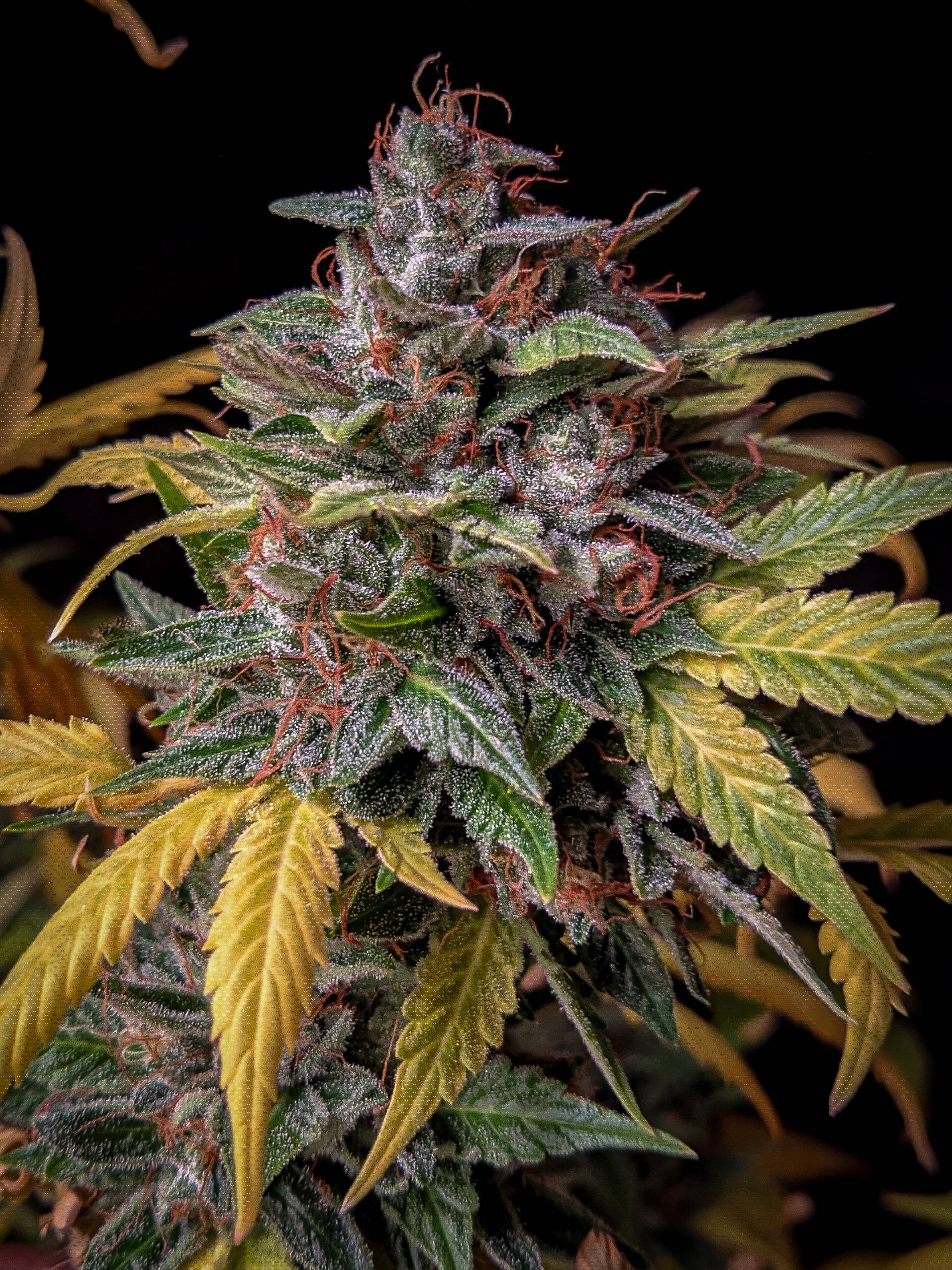 Mephisto Genetics - Orange Biscuits (auto/fem.)