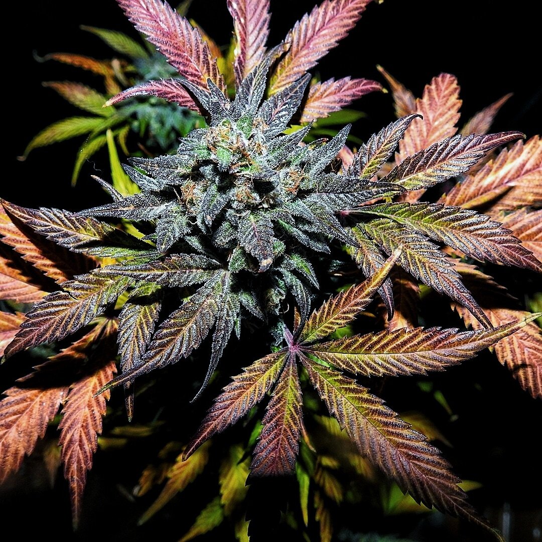 Mephisto Genetics - Pinot Noir (auto/fem.)