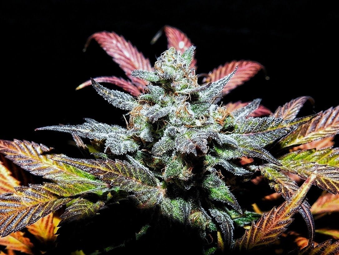 Mephisto Genetics - Pinot Noir (auto/fem.)