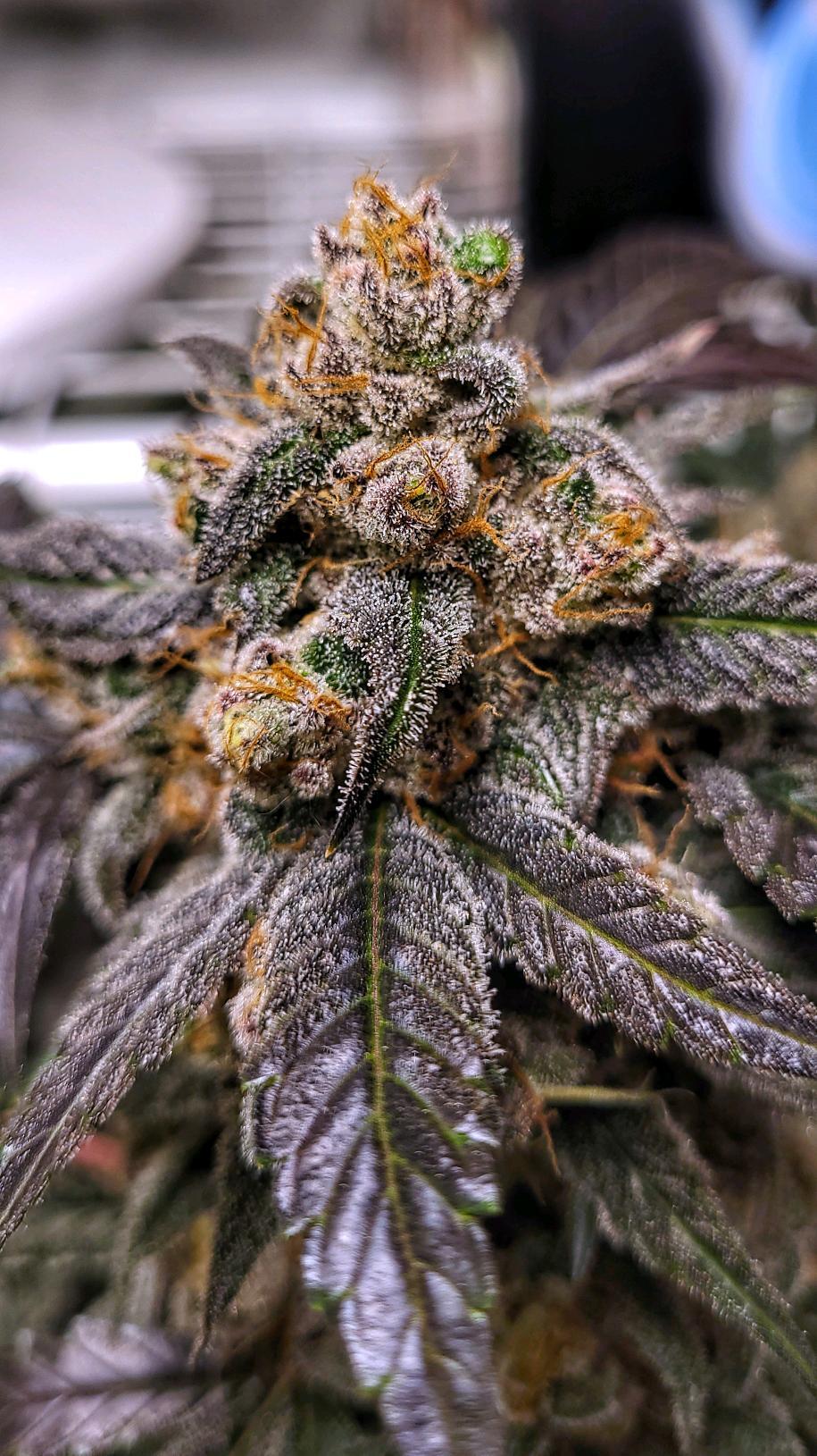 Mephisto Genetics - Ravenberry (auto/fem.)