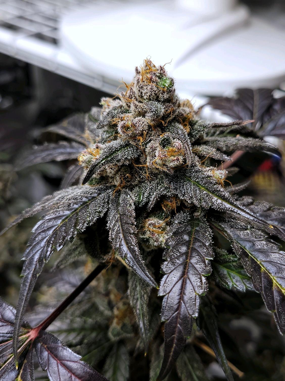 Mephisto Genetics - Ravenberry (auto/fem.)