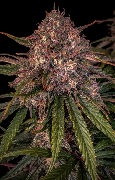 Mephisto Genetics - Sour Crinkle (auto/fem.)