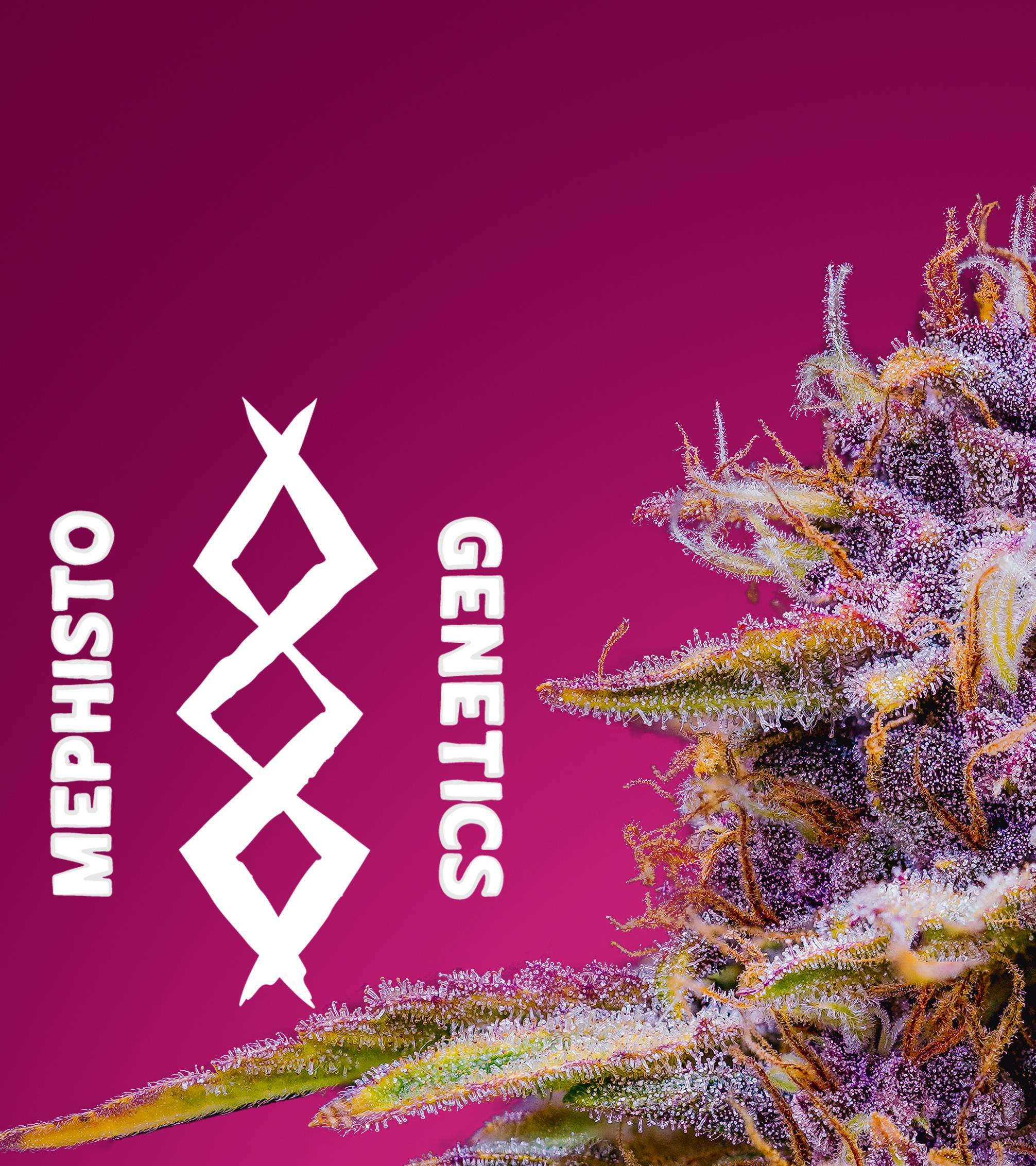 Mephisto Genetics - Strawberry Nuggets (auto/fem.)