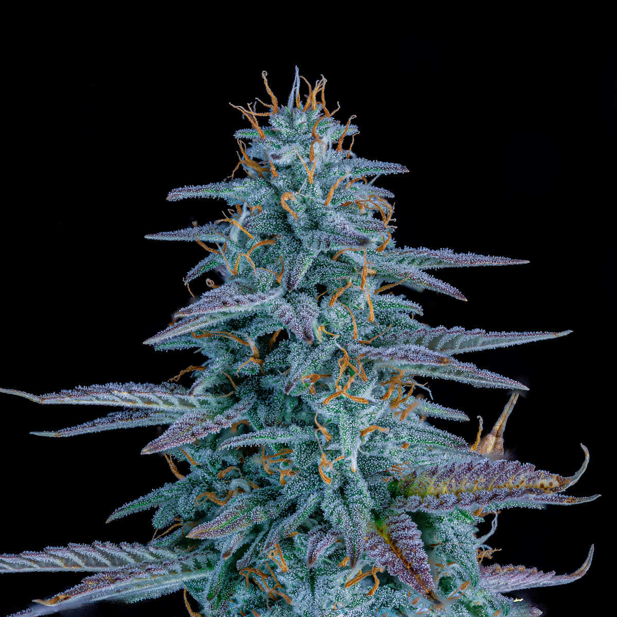 Mephisto Genetics - Strawberry Nuggets (auto/fem.)